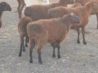 Ram, Sheep — photo 2