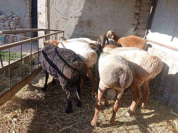 Ram, Sheep — Kyrgyzstan