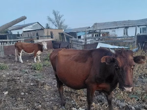Cow, Cattle — Kazakhstan