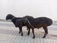 Ram, Blackheaded Persian sheep — photo 5