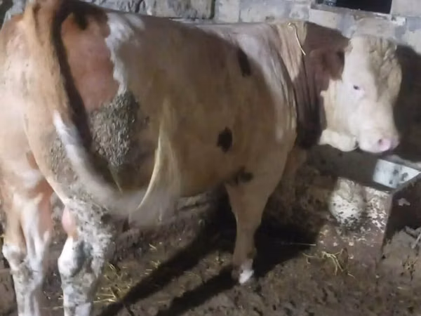 Bull, Simmental cattle — Azerbaijan