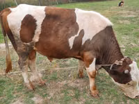 Bulle, Simmental cattle — Foto 8