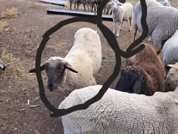 Vædder, White Suffolk sheep