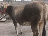 雌牛, Swiss cattle — 写真 5