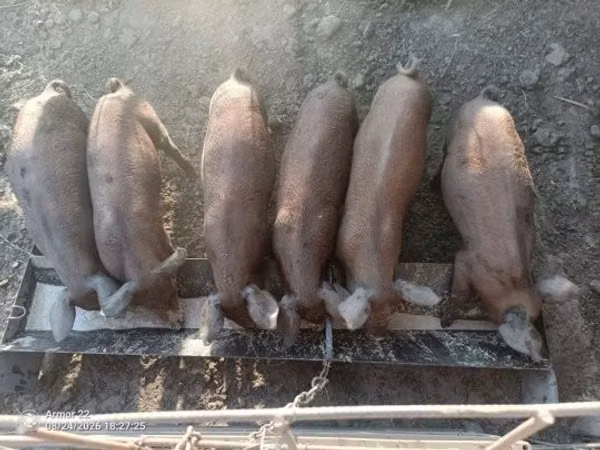 Pigs (batch, sex not specified),  — Hungary