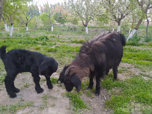 Billy Goat, Goats — Uzbekistan