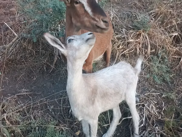 Goat, Goats — Kazakhstan