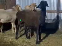 Ram, Sheep — photo 6