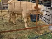سانڈ, Simmental cattle — تصویر 6