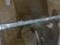 Bull, Cattle — photo 7
