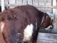 Bulle, Aberdeen-Angus — Foto 2