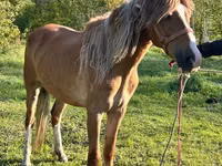 مادیان, Horse breed — عکس 8