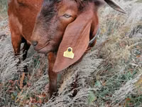 ஆண் வெள்ளாடு, Nubian Goat — புகைப்படம் 3