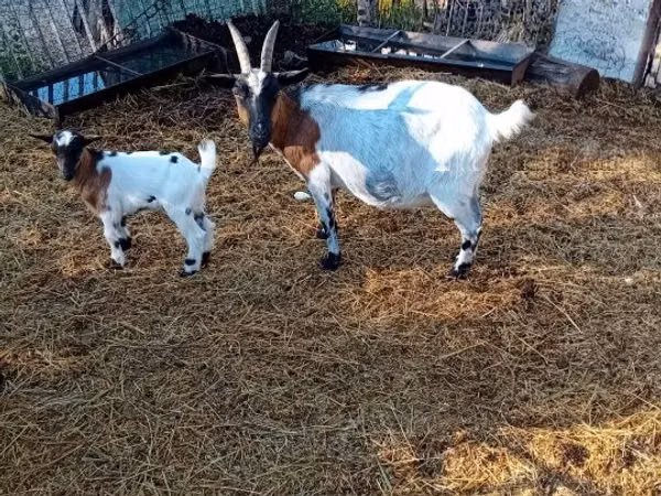 Billy Goat, Nubian Goat — Hungary