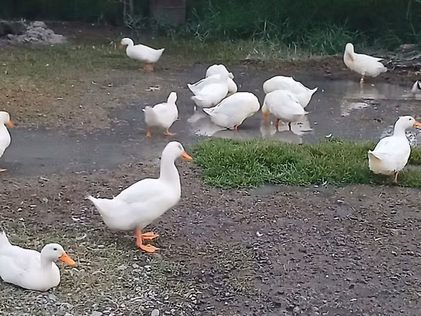 Pekin german