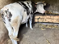 Cow, Russian Black pied cattle — photo 2