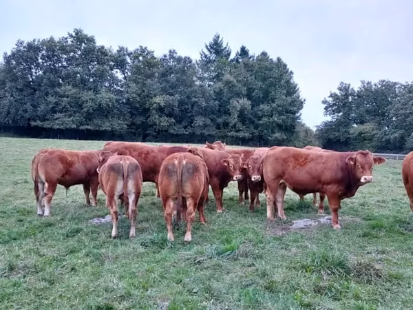 Bull, Limousin cow — France