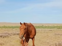 Kuda betina, Horses — foto 2