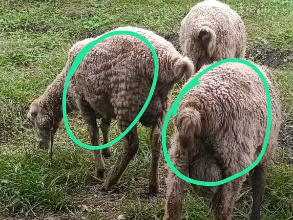 Ram, Sheep — Azerbaijan