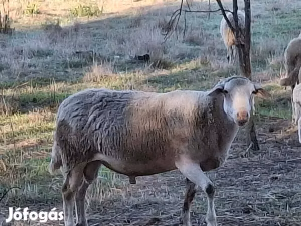Ram, Sheep — Hungary