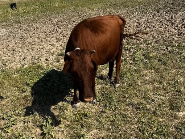 Cow, Latvian Blue cattle — Kazakhstan