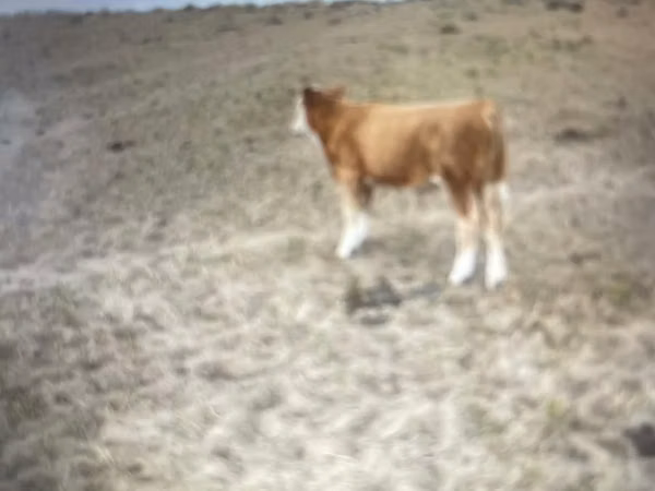 Cattle (batch, sex not specified), Simmental cattle — Kazakhstan
