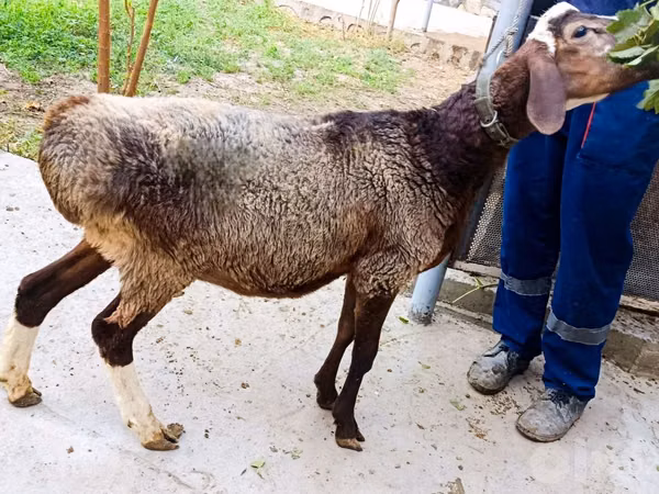 Ram, Hissar sheep
