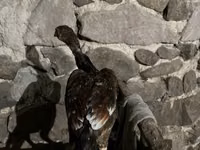 Chickens — تصویر 2