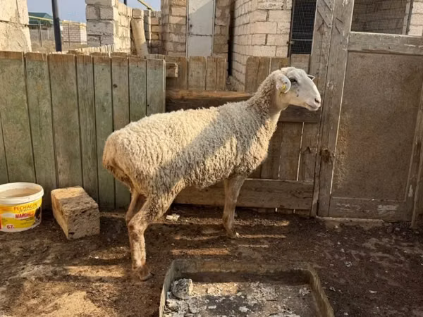 Schafe (Partie, Geschlecht nicht angegeben), Kazakh fat-tailed coarsewool sheep