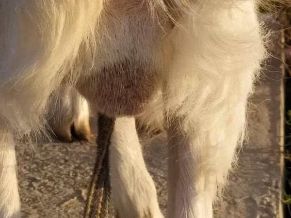 Billy Goat, Saanen goat — Uzbekistan