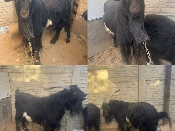 Billy Goat, Goats — Kyrgyzstan