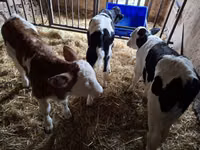 Bò đực, Russian Black pied cattle — ảnh 3