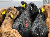Cattle (batch, sex not specified), Simmental cattle — photo 2