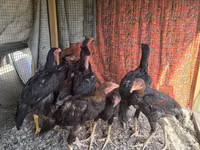 Chickens — عکس 2