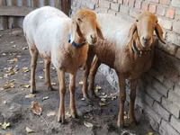 Sheep, Arashan sheep — photo 4