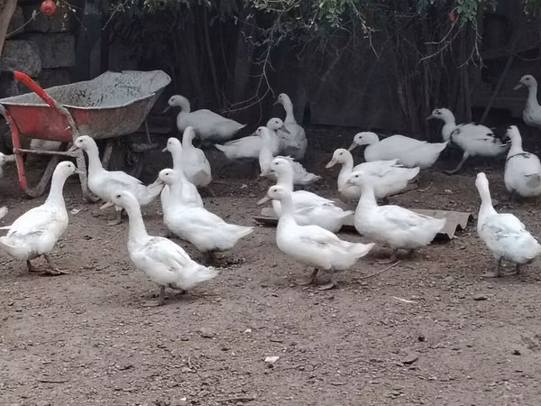 Ducks — Azerbejdżan