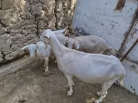 Goat, Goats — photo 3