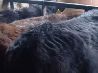 Toro, Aberdeen Angus — foto 5