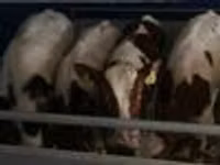 公牛, Simmental cattle — 照片 8