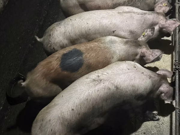 Boar, Pigs — Moldova