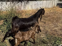 Goat, Kamori goats — photo 2