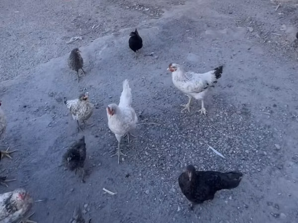 Chickens — Kyrgyzstan