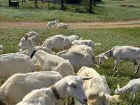 Capra, Saanen goat — foto 1