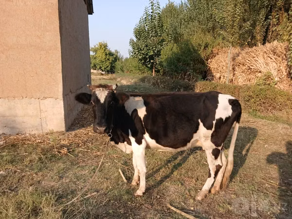 Cow, Russian Black pied cattle