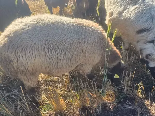 Ram, Sheep — Armenia