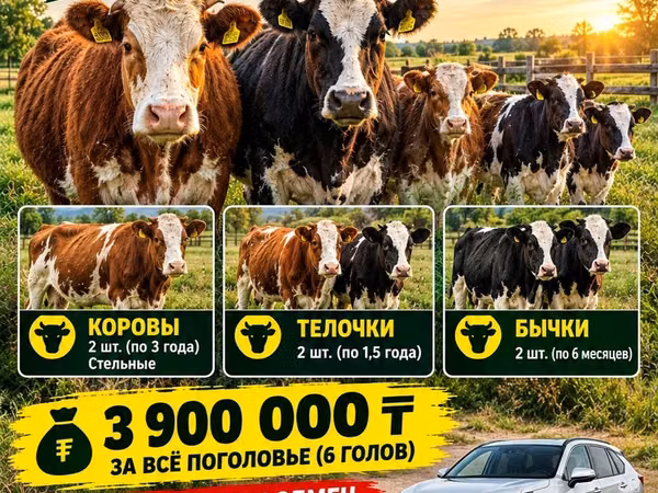 Cow, Simmental cattle — Kazakhstan