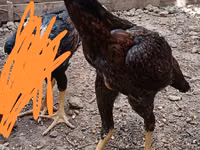 Chickens — photo 5