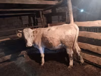 Toro, Simmental cattle — foto 1