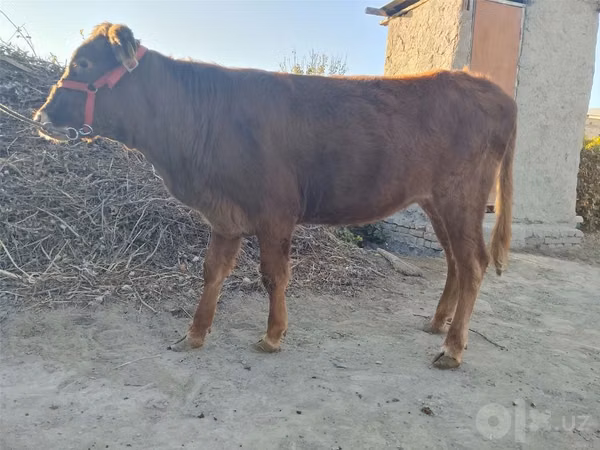 Cattle (batch, sex not specified), Cattle