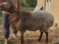 Ram, Arashan sheep — photo 4